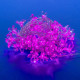Светодиодная гирлянда (07933) Uniel Сакура 220V розовый ULD-S0700-050/DTA PINK IP20 PINK SAKURA