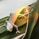 Настенный светильник Seletti Chameleon Lamp 15091