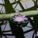 Светильник на солнечной батарее Uniel USL-S-828/PT060 PURPLE WATERLILY UL-00011601