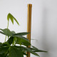 Настенный светильник Favourite Greenery 4050-2W