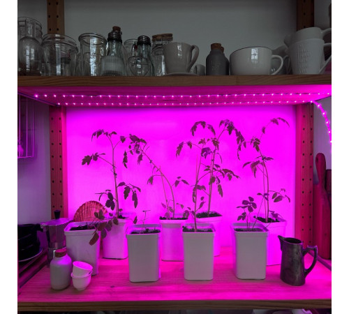 Светодиодная лента (UL-00006216) Uniel 7,5W/m 42LED/m 2835SMD 2M ULS-P77-2835-42LED/m-IP20-2M-SPSB RRP18C00 Светодиодная лента (UL-00006216) Uniel 7,5W/m 42LED/m 2835SMD 2M ULS-P77-2835-42LED/m-IP20-2M-SPSB RRP18C00