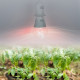 Лампа для растений Uniel LED-A60-10W/SPM3/E27/CL PLP35WH MULTIPLANT UL-00011438
