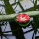 Светильник на солнечной батарее Uniel USL-S-826/PT060 RED WATERLILY UL-00011599