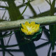 Светильник на солнечной батарее Uniel USL-S-827/PT060 YELLOW WATERLILY UL-00011600
